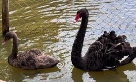 Mamãe cisne e um dos filhotes já na fase de adaptação ao lago do Museu Mariano Procópio