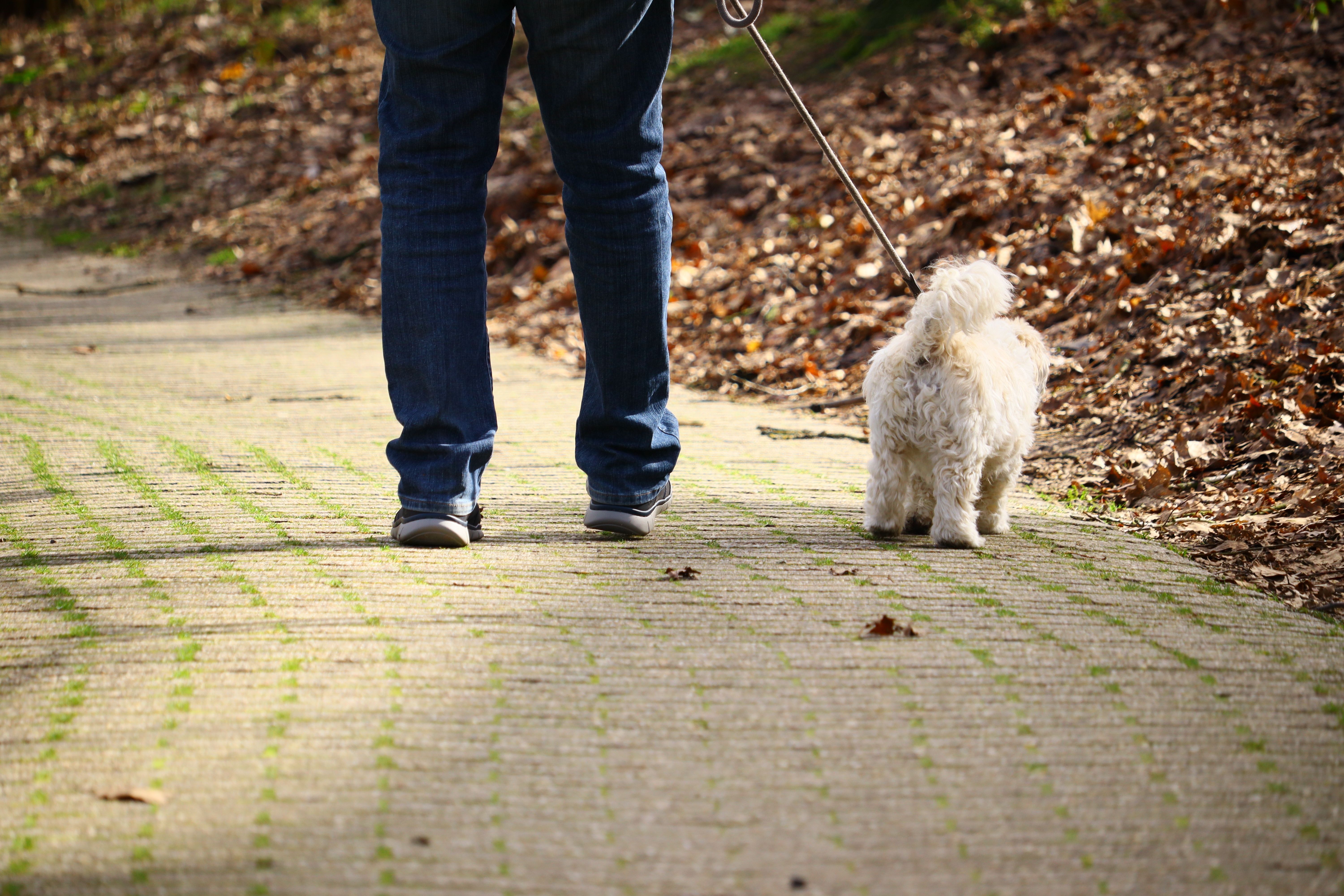 Não passear com o pet pode render multa; saiba onde isso já é regra