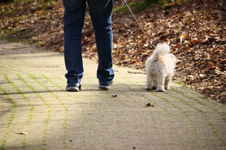Homem e cachorro de costas, seguindo por uma trilha num parque