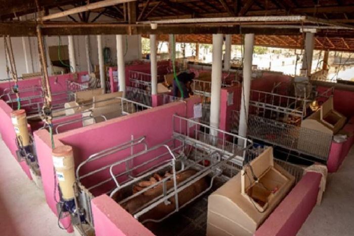 Cada leitoa tem uma baia separada para amamentação. Desmame é um período delicado porque os porquinhos sofrem com a separação de suas mães Cada leitoa tem uma baia separada para amamentação. Desmame é um período delicado porque os porquinhos sofrem com a separação de suas mães