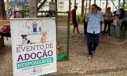 Projeto 'Me adota aí' incentiva adoção responsável de cães e gatos em Juiz de Fora