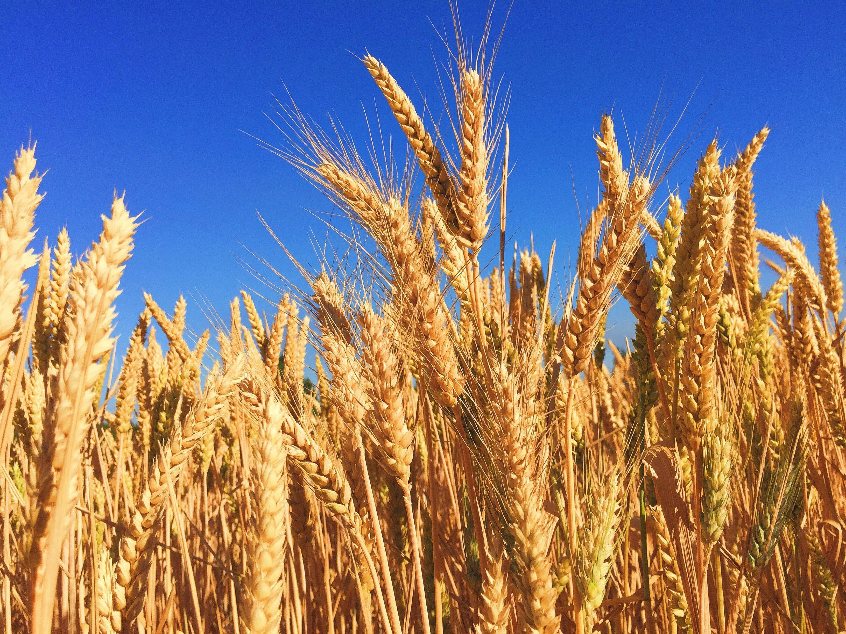 Produção de trigo deve cair no Brasil e no mercado global na safra 2026/27