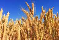 Produção de trigo deve cair no Brasil e no mercado global na safra 2026/27