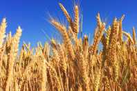 Produção de trigo deve cair 20% no Brasil em 2026, aponta Conab