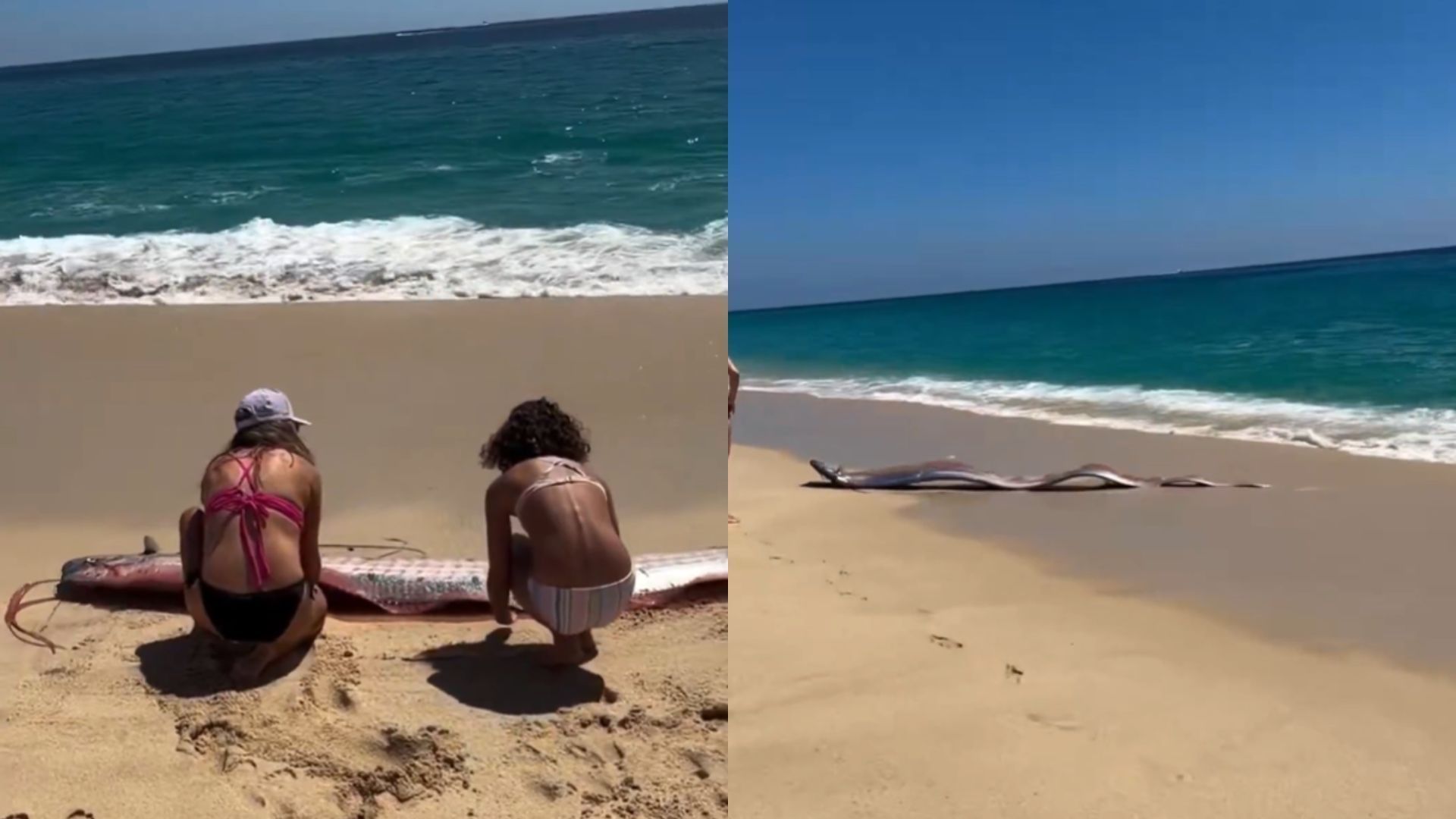 ‘Peixe do fim do mundo’ faz aparição rara em praia