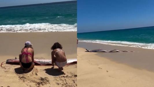 Peixe-remo, conhecido como peixe do fim do mundo, faz aparição em praia do México