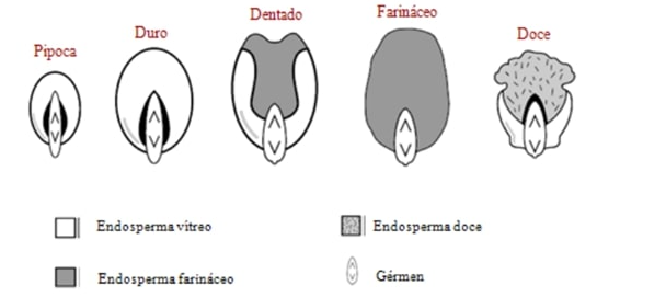 Classificação do milho quanto ao tipo de grão – estrutura do endosperma e tamanho do gérmen.