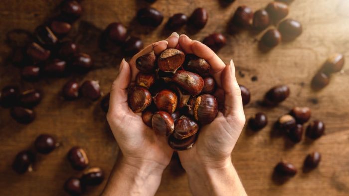 Oleaginosas ajudam na dieta? Conheça os benefícios para a sua saúde