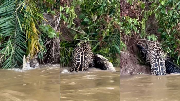 Segundo o guia, ele trabalha diariamente nos rios do Pantanal e essa cena não é nada comum no mundo animal. Cena de onça com jacaré também foi registrada por João Arruada.