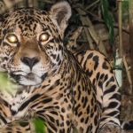 Óia a onça: contação de poemas relembra visitante ilustre do Jardim Botânico de Juiz de Fora