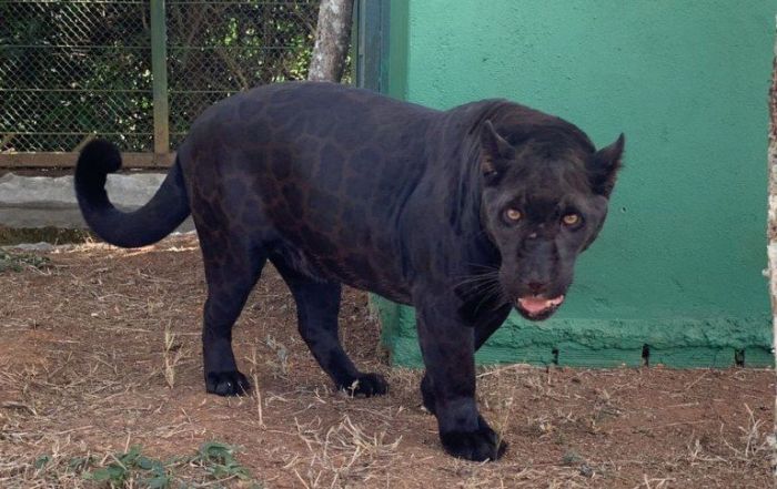 As onças-pretas são da mesma espécie da onça-pintada, só possuem uma característica genética que as diferencia fisicamente As onças-pretas são da mesma espécie da onça-pintada, só possuem uma característica genética que as diferencia fisicamente