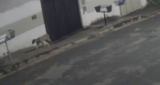 Onça volta a ser vista em bairro de Esmeraldas e mobiliza bombeiros e polícia ambiental