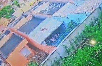 Imagens mostram o animal circulando pelo bairro São Pedro; bombeiros foram acionados e orientaram moradores a avisar caso o felino seja visto novamente