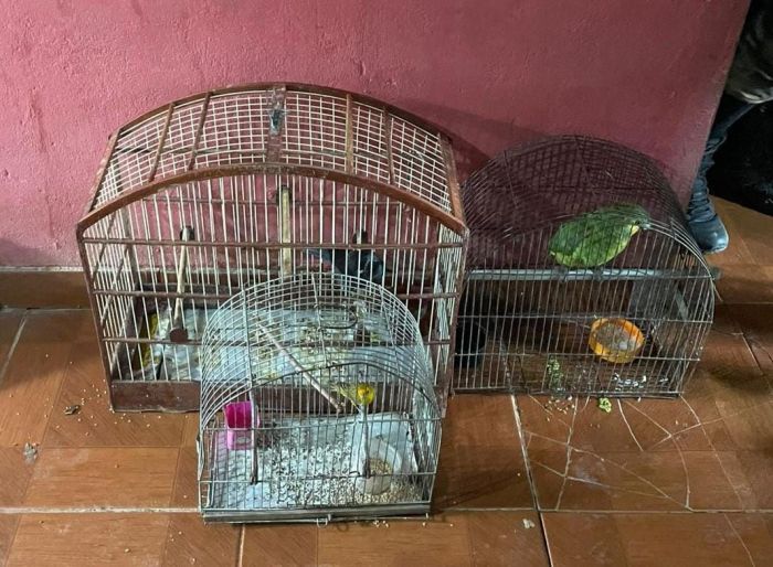 Aves mantidas em cativeiro foram resgatadas durante a operação Aves mantidas em cativeiro foram resgatadas durante a operação