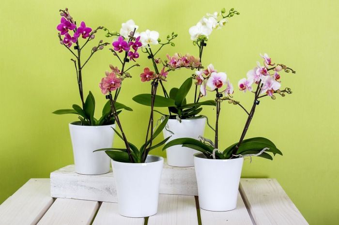Orquídeas