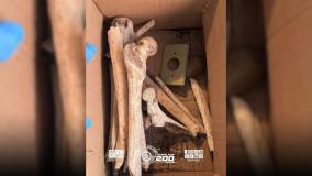 Ossos foram encontrados em imóvel em SP