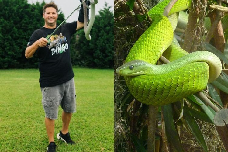 Youtuber sul-africano famoso morre após sofrer picada de uma mamba-verde