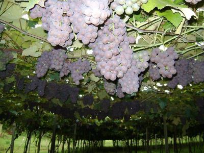 Uvas em Caxias do Sul