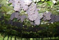 Vinhedo-SP recebe 62ª Festa da Uva em 2026 com entrada gratuita; confira datas