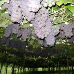 Vinhedo-SP recebe 62ª Festa da Uva em 2026 com entrada gratuita; confira datas