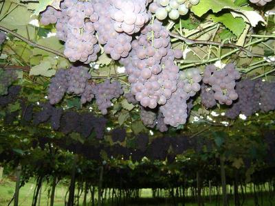 Uvas em Caxias do Sul