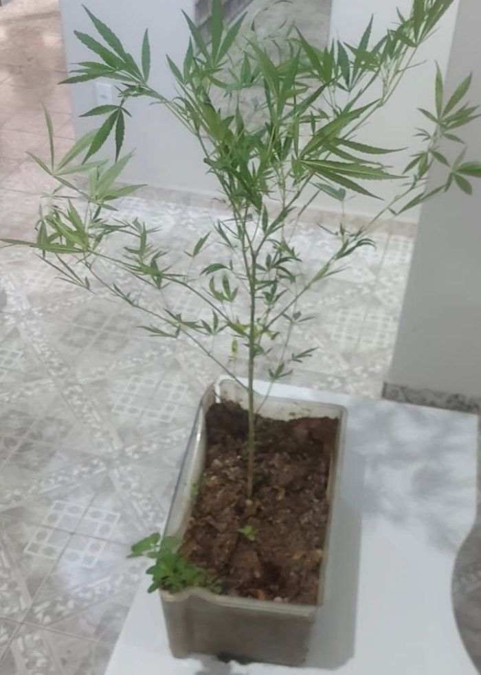 Pé Maconha S. D. do Prata.jpeg