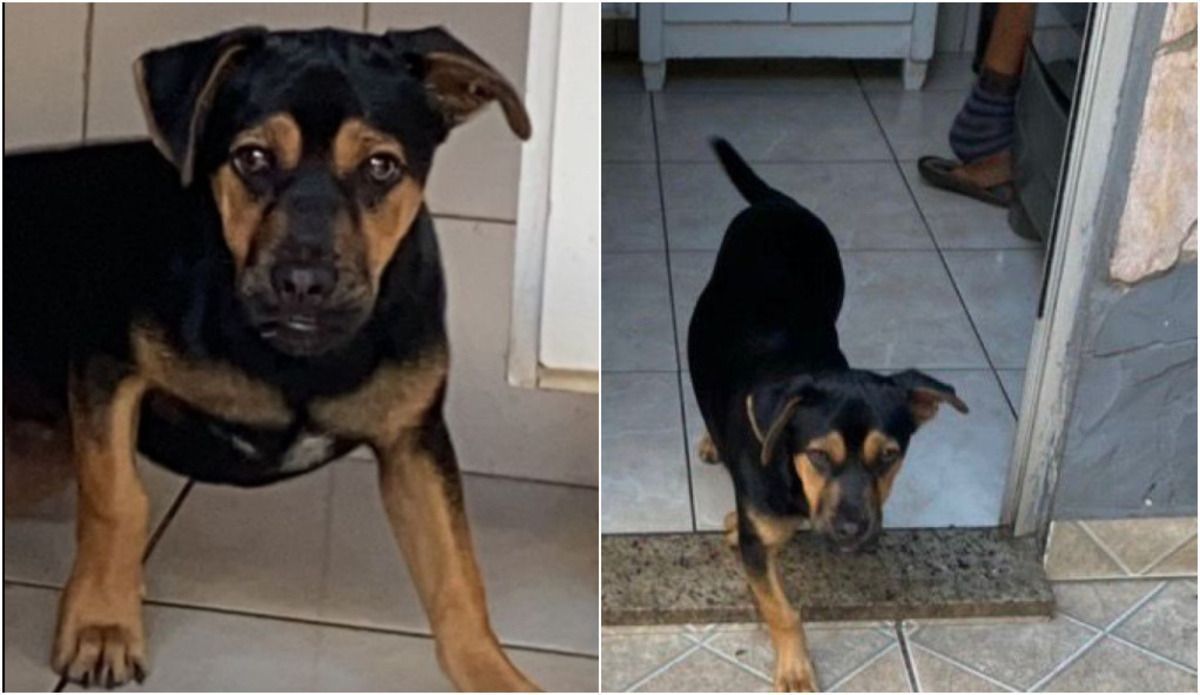 Cachorro levado dentro de carro durante assalto em BH é encontrado