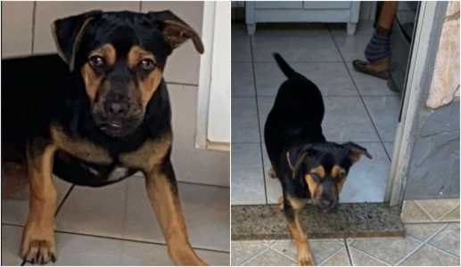 Após o triunfo por 2 a 1 desta quarta-feira, em jogo válido pela Primeira Liga, no Mineirão, o auxiliar técnico Pedrinho pediu apoio da torcida ao treinador.