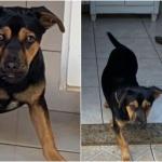 Cachorro levado dentro de carro durante assalto em BH é encontrado