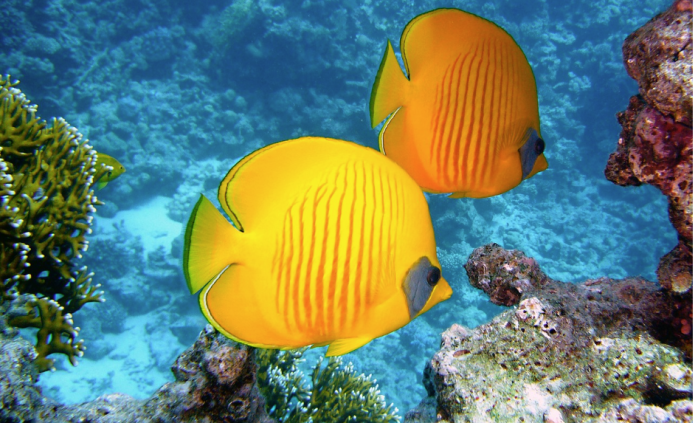 Produtores de peixes ornamentais ainda têm que seguir as mesmas exigências estruturais e sanitárias da piscicultura de corte Produtores de peixes ornamentais ainda têm que seguir as mesmas exigências estruturais e sanitárias da piscicultura de corte