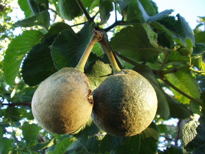 Centenas de famílias são beneficiados com o fruto considerado o ouro do cerrado.