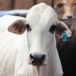 Exportação de carne bovina registra melhor fevereiro da história