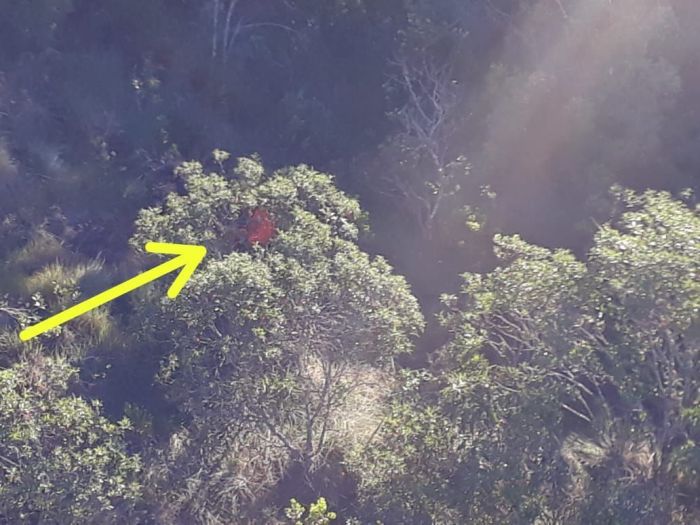 Seta amarela indica localização da vítima em meio às árvores