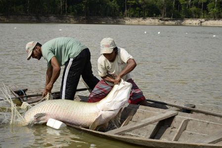 Pescadores capturam pirarucu em rio