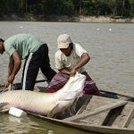 Pirarucu é classificado como invasor e tem pesca autorizada em regiões