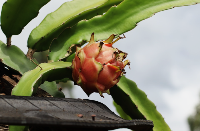 A Pitaya produz por aproximadamente 15 anos A Pitaya produz por aproximadamente 15 anos
