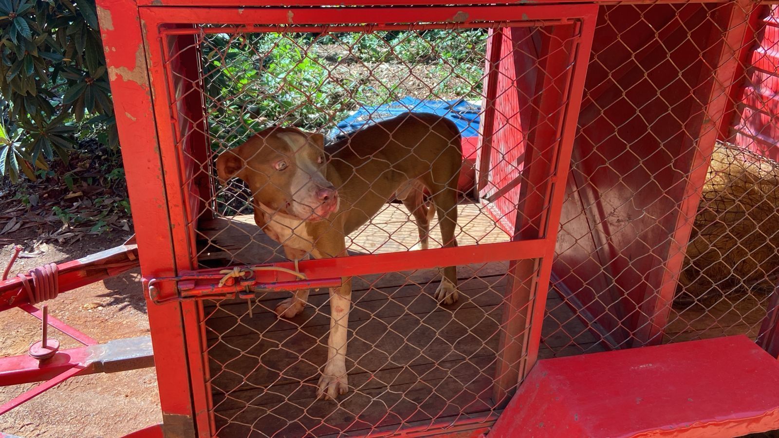 MG pode proibir ‘aluguel’ de cães de guarda após disputa entre governo e ALMG