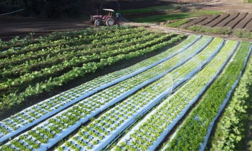 Edital prevê a compra de mais de 30 toneladas de alimentos