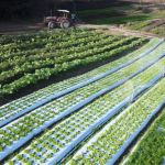 Reta final para participação em edital de compra de alimentos em Juiz de Fora