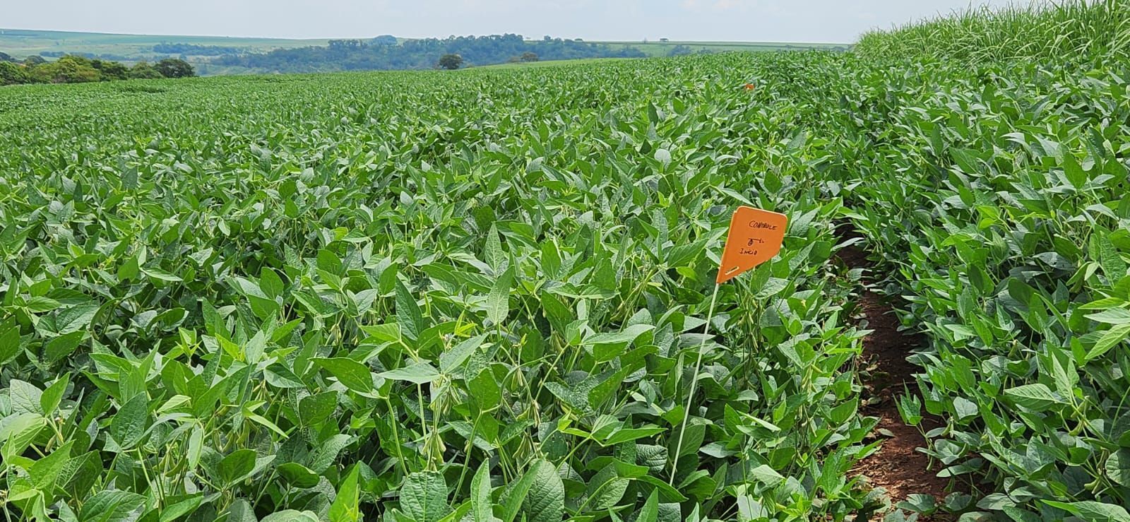 Agro em Minas dispara e atrai fusão bilionária para reduzir importação de fertilizantes