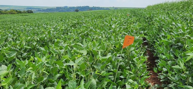 Agro em Minas dispara 11% e atrai fusão bilionária para reduzir importação de adubo