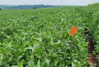 Agro em Minas dispara e atrai fusão bilionária para reduzir importação de fertilizantes