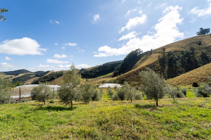 Olival está na segunda safra