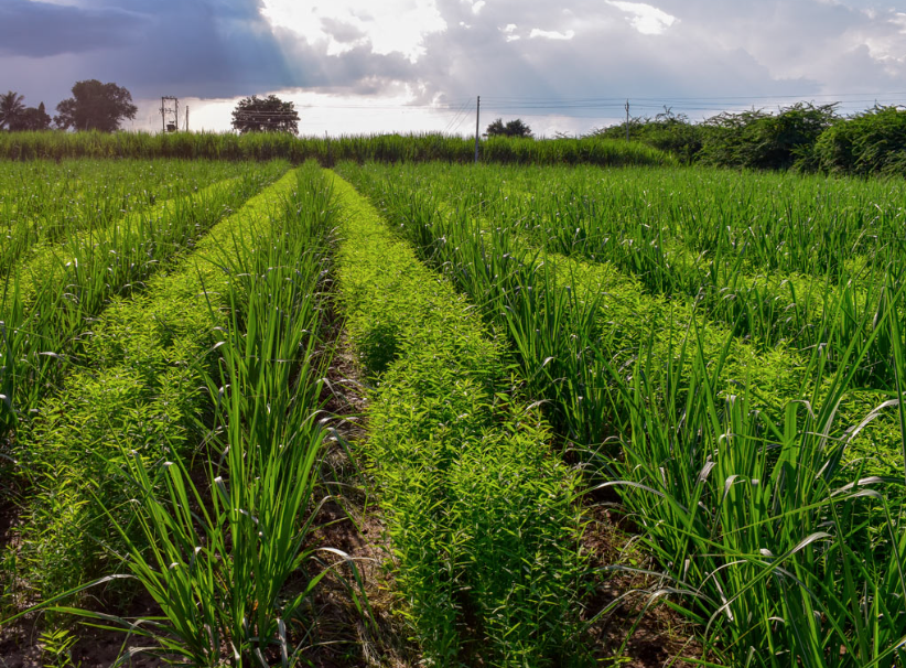 Adoção de práticas que reduzem carbono vão render descontos no seguro rural; saiba como
