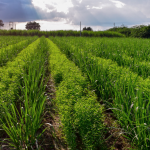 Adoção de práticas que reduzem carbono vão render descontos no seguro rural; saiba como