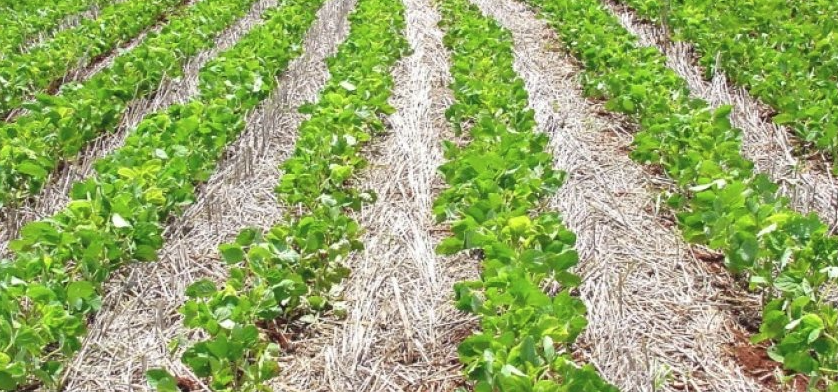 Você sabe o que é o Plantio Direto, que tem ‘dia nacional’ e até federação?