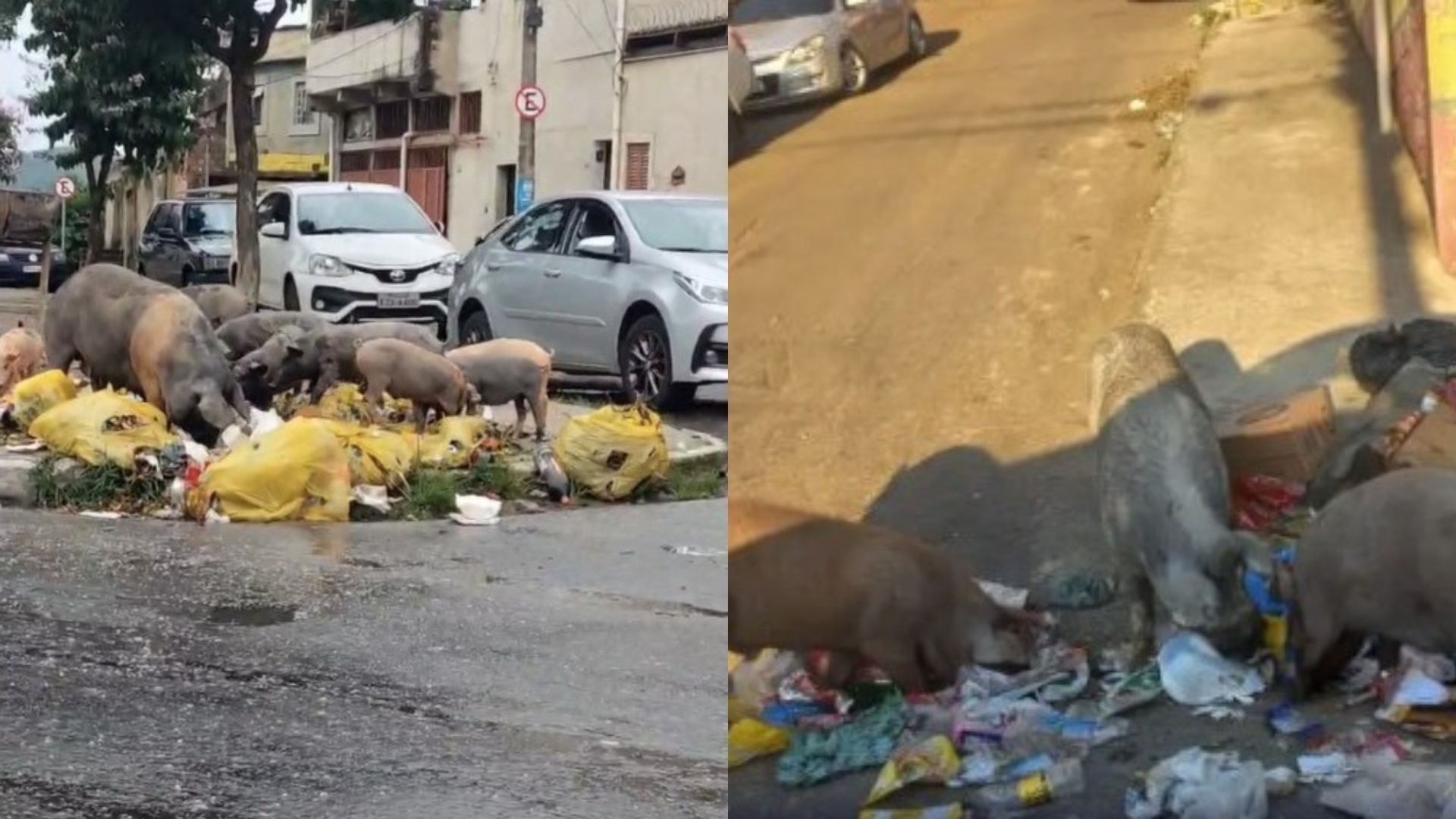 Vídeo: porcos revirando lixo preocupam moradores na zona leste de BH