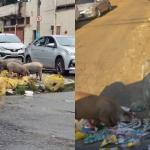Vídeo: porcos revirando lixo preocupam moradores na zona leste de BH