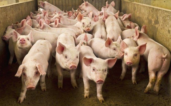 Em média, cada brasileiro consome 242 quilos de carne suína por ano