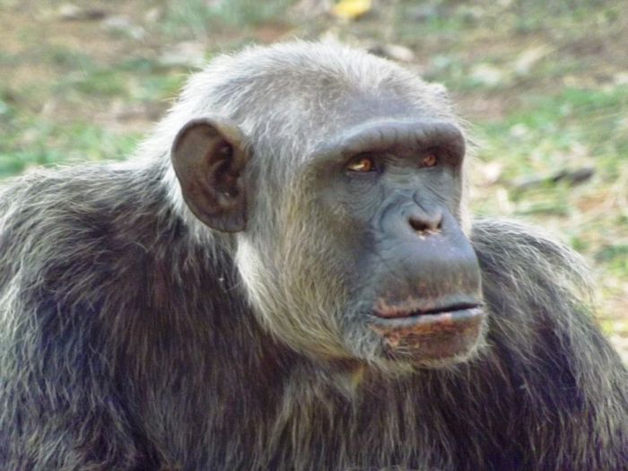 Serafim é atração no Zoológico de BH Serafim é atração no Zoológico de BH